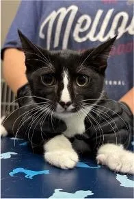 A baby small-sized male Domestic Short Hair cat named Burger King for adoption in Beacon, NY