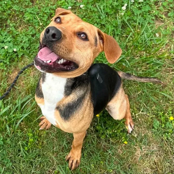 A young large-sized male Pit Bull Terrier dog named Ramone for adoption in Springdale, AR