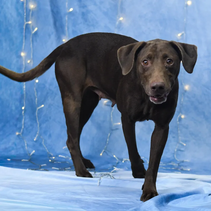 An adult medium-sized female Brown / Chocolate Labrador Retriever dog named Carla for adoption in Defuniak Springs, FL