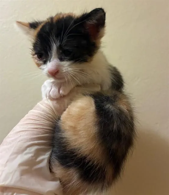 A baby small-sized female Domestic Short Hair cat named Martell for adoption in Riverside, CA