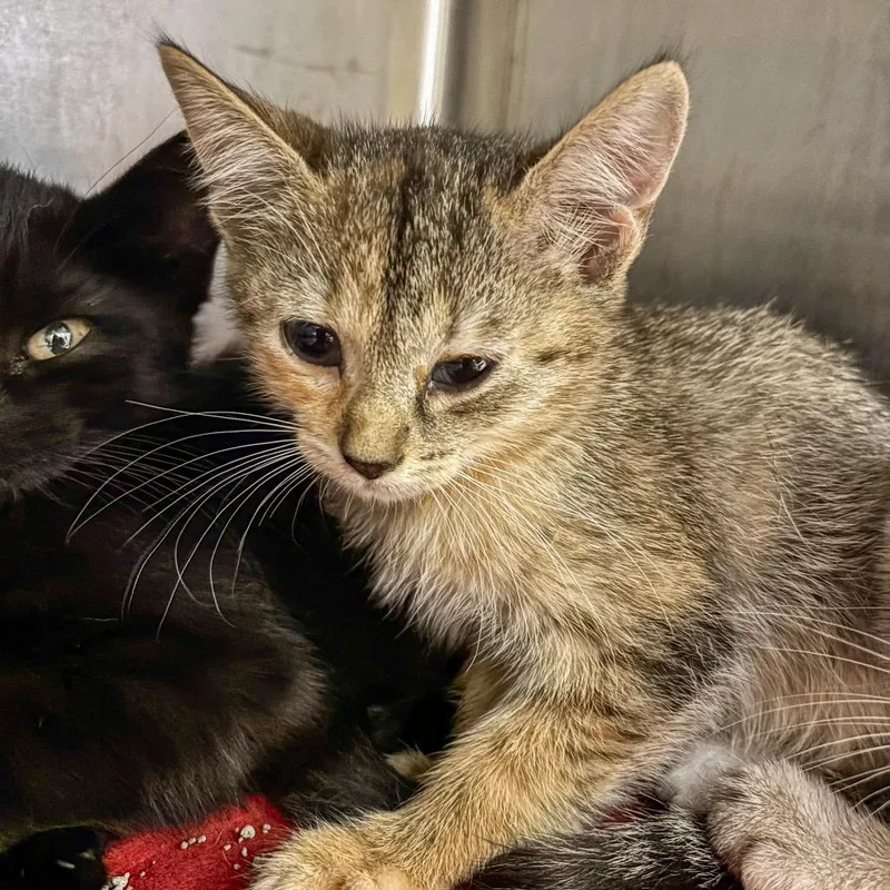 A baby small-sized female Torbie Domestic Short Hair cat named Apple Harvest for adoption in Boerne, TX