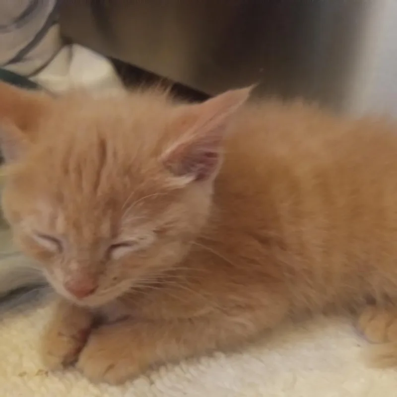 A young medium-sized female Orange / Red Domestic Medium Hair cat named Sassy for adoption in Crookston, MN