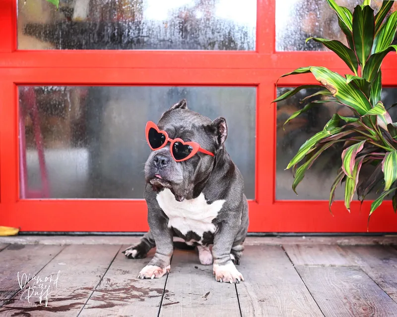 An adult medium-sized male American Bully dog named Vegas for adoption in New Port Richey, FL