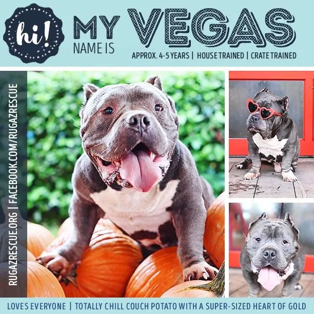Vegas thumbnail 5