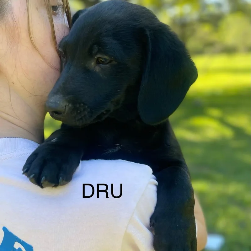 A baby medium-sized male Black Labrador Retriever dog named Dru for adoption in Blairstown, NJ