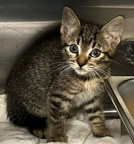 A baby small-sized male Domestic Short Hair cat named Xavier for adoption in Houston, TX