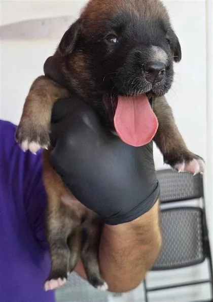 A baby small-sized male Brown / Chocolate Shepherd dog named Puppy for adoption in El Paso, TX