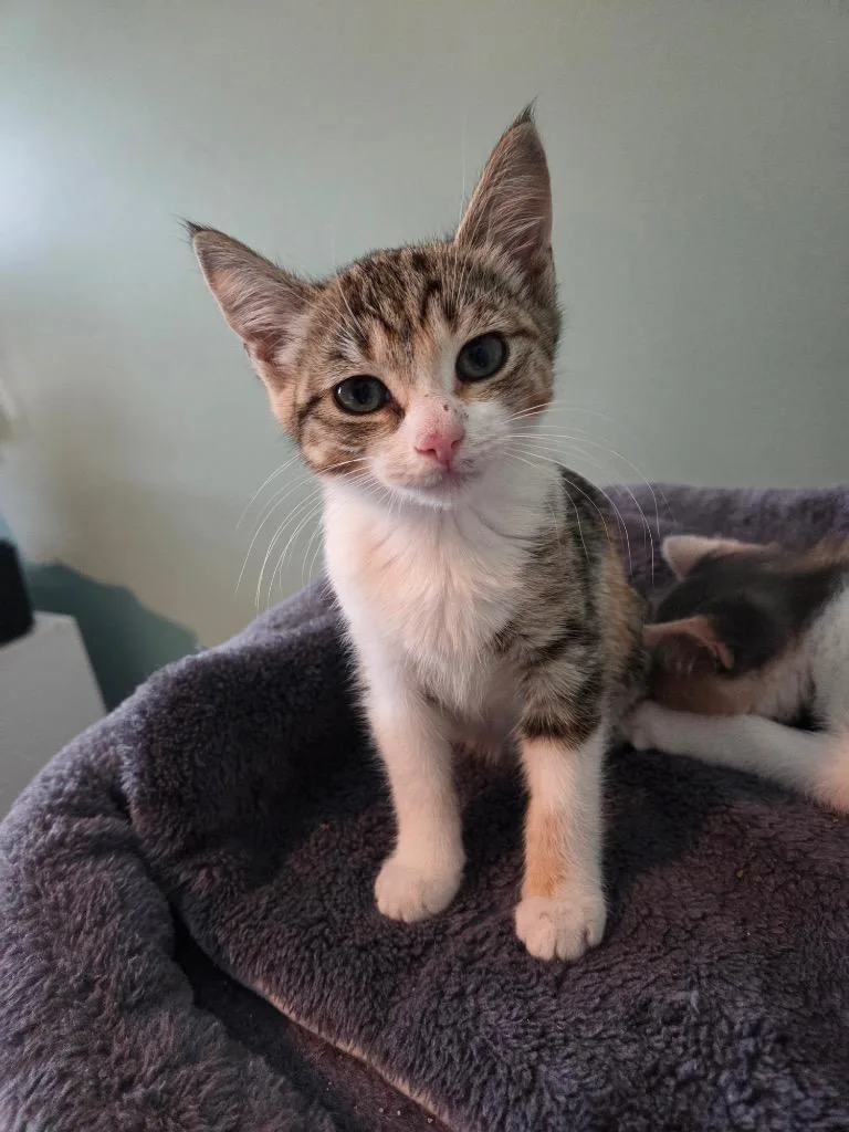 A baby medium-sized female Domestic Short Hair cat named Waffle for adoption in Evans, GA