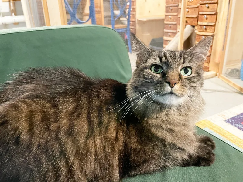 Destiny Linmore thumbnail 2