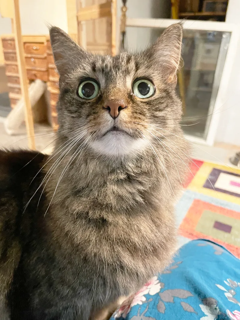 Destiny Linmore thumbnail 3