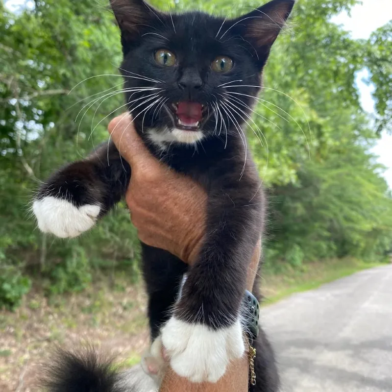 A baby small-sized female Black Domestic Medium Hair cat named Queenie for adoption in Parrish, AL