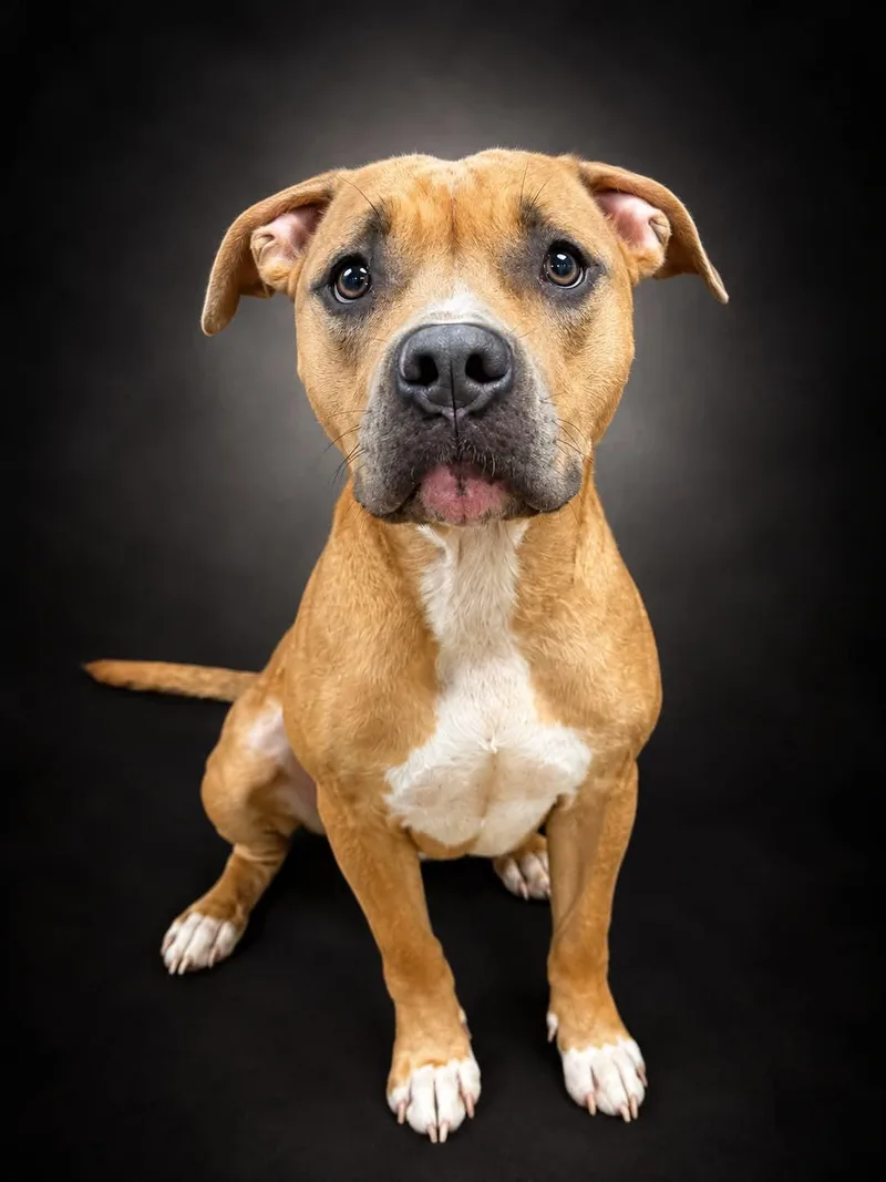 An adult medium-sized female Pit Bull Terrier dog named Ivy for adoption in Shelbyville, KY