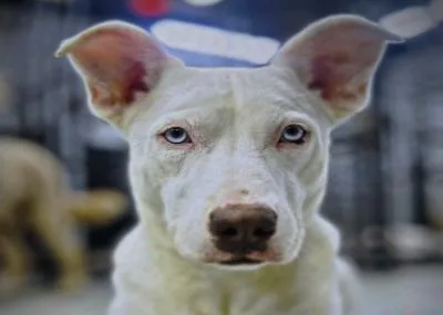 A young medium-sized female White / Cream Husky dog named Kia for adoption in Roswell, GA