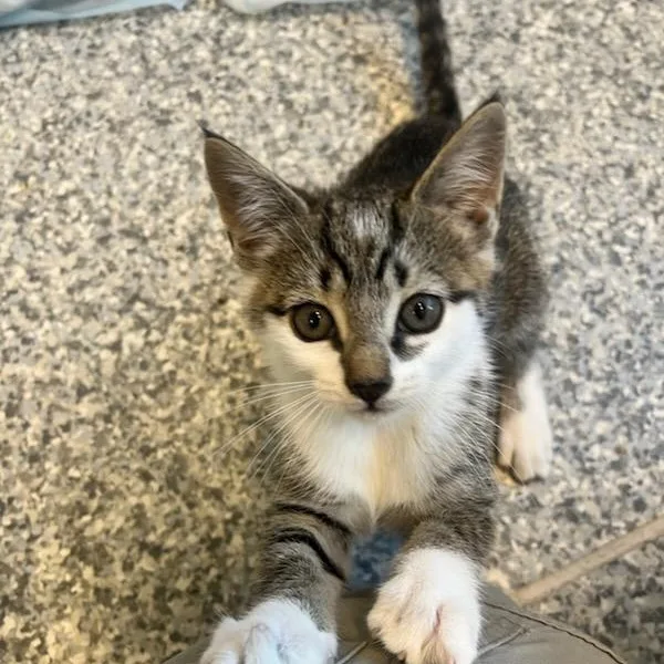 A baby small-sized female Domestic Short Hair cat named Meeka for adoption in Manassas, VA
