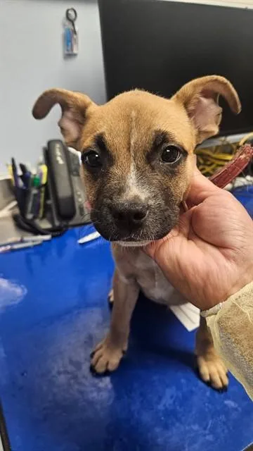 A baby small-sized male Pit Bull Terrier dog named Jack for adoption in Phoenix, AZ
