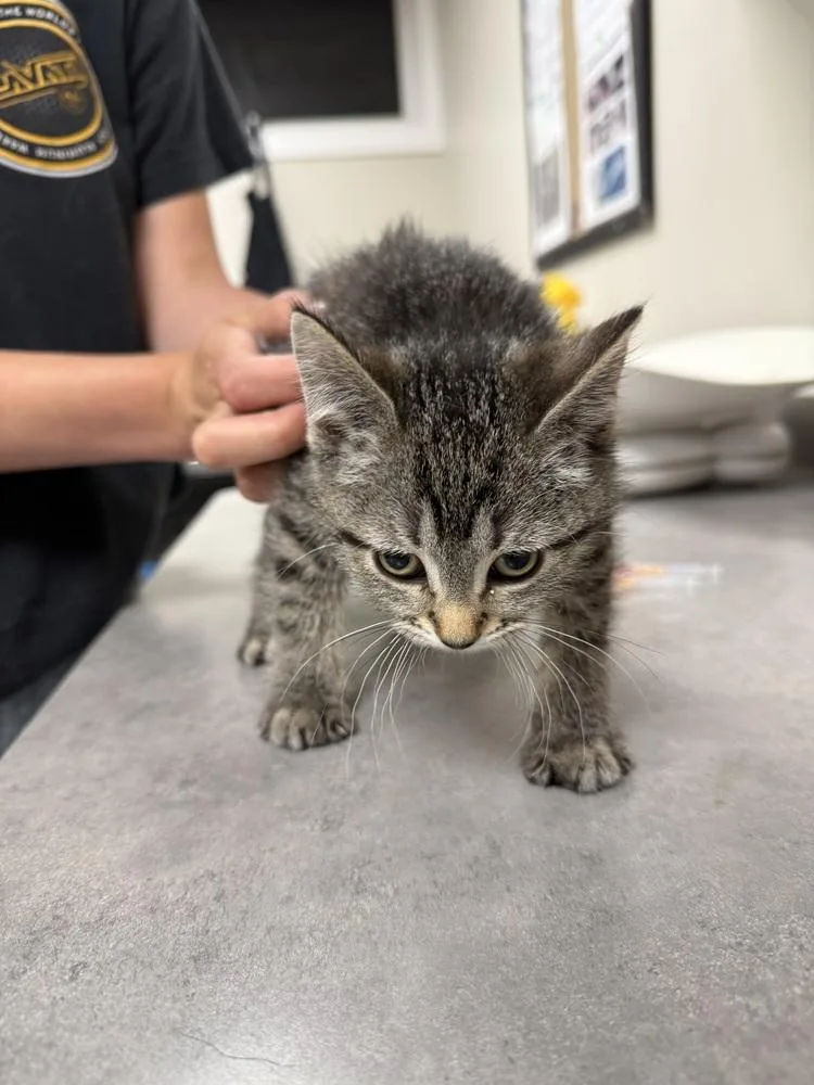 A baby small-sized female Brown / Chocolate Domestic Short Hair cat named Tiger for adoption in Bemidji, MN