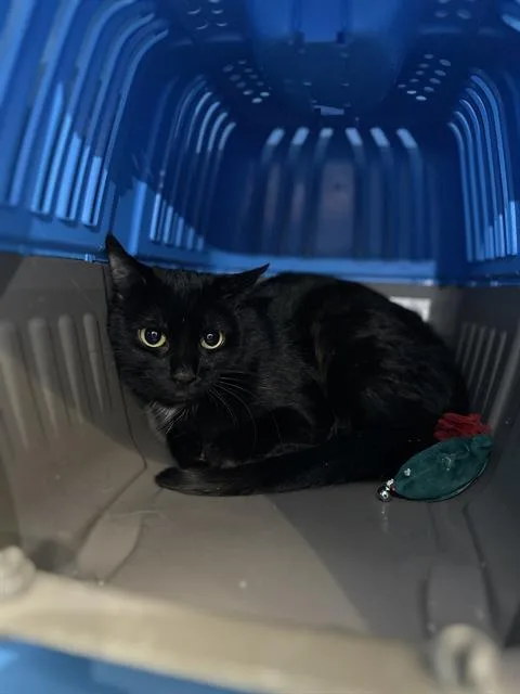 A young medium-sized female Domestic Short Hair cat named Salome for adoption in Boston, MA
