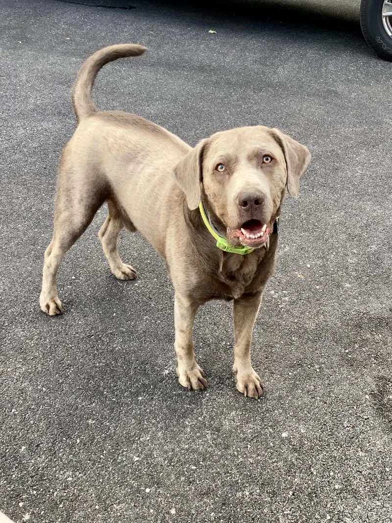 A senior large-sized male Gray / Blue / Silver Labrador Retriever dog named Gunner for adoption in Warrington, PA