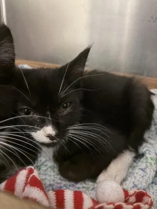A baby medium-sized male Domestic Short Hair cat named Mo for adoption in West Chester, PA