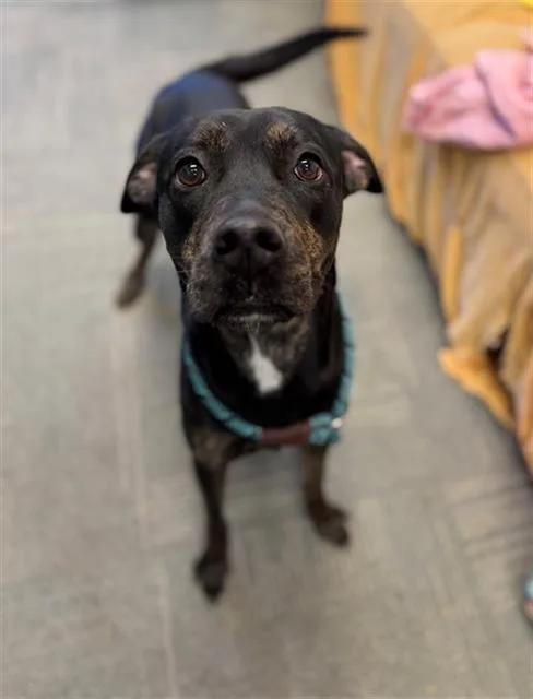 A young medium-sized female Labrador Retriever dog named Vixey for adoption in Peoria, IL