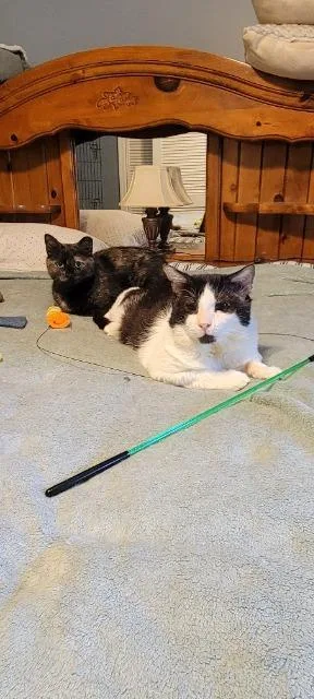 An adult medium-sized male Domestic Short Hair cat named Banner for adoption in Pawtucket, RI