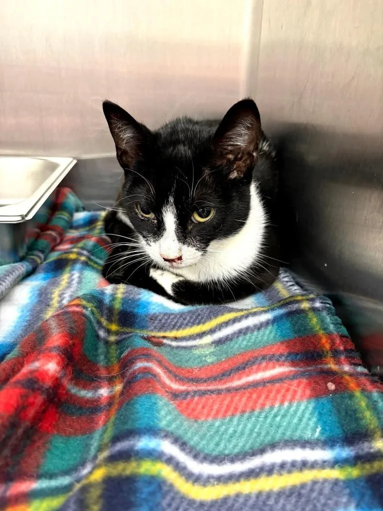 A young small-sized male Domestic Short Hair cat named Puffin for adoption in Hartsville, SC