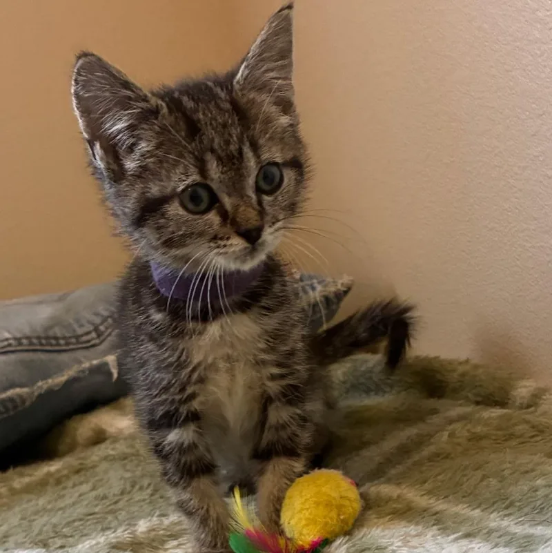 A baby medium-sized female Tabby (Gray / Blue / Silver) Tabby cat named Lilly Bean for adoption in Pasco, WA