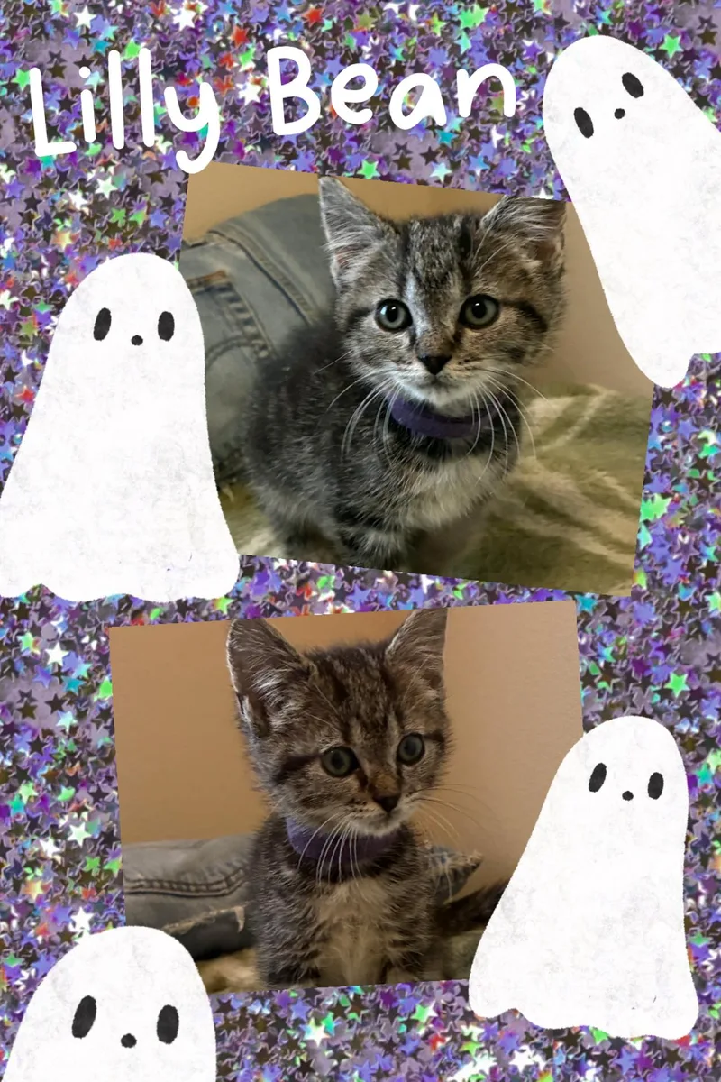 Lilly Bean thumbnail 2