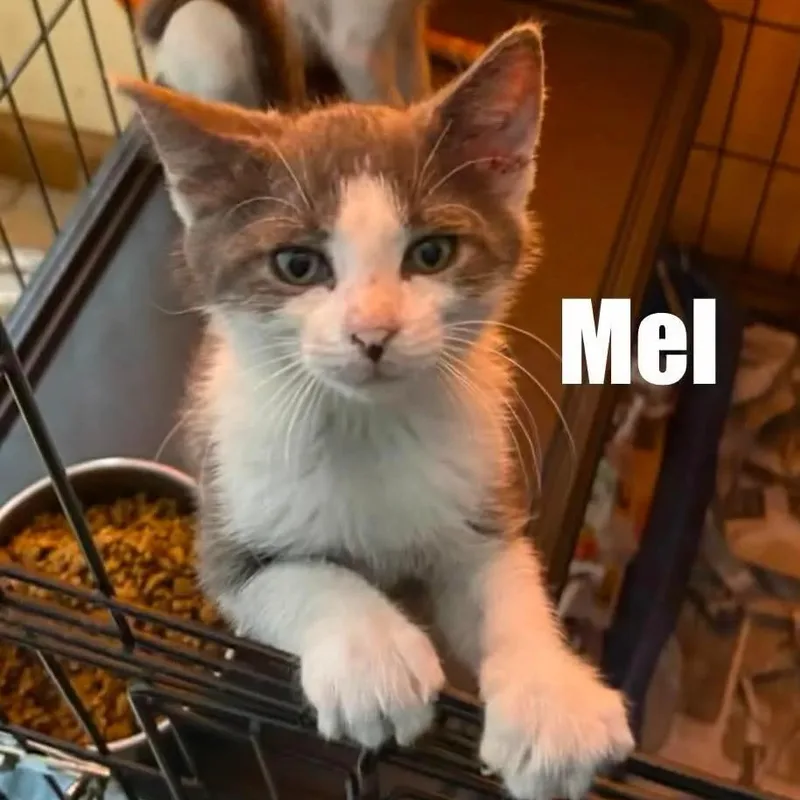 A baby small-sized male Gray / Blue / Silver Domestic Short Hair cat named Mel for adoption in Washington, DC