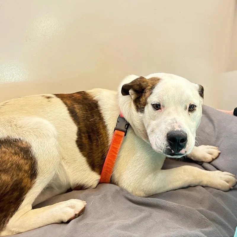 A young medium-sized male White / Cream English Bulldog dog named Dave for adoption in Murray, UT