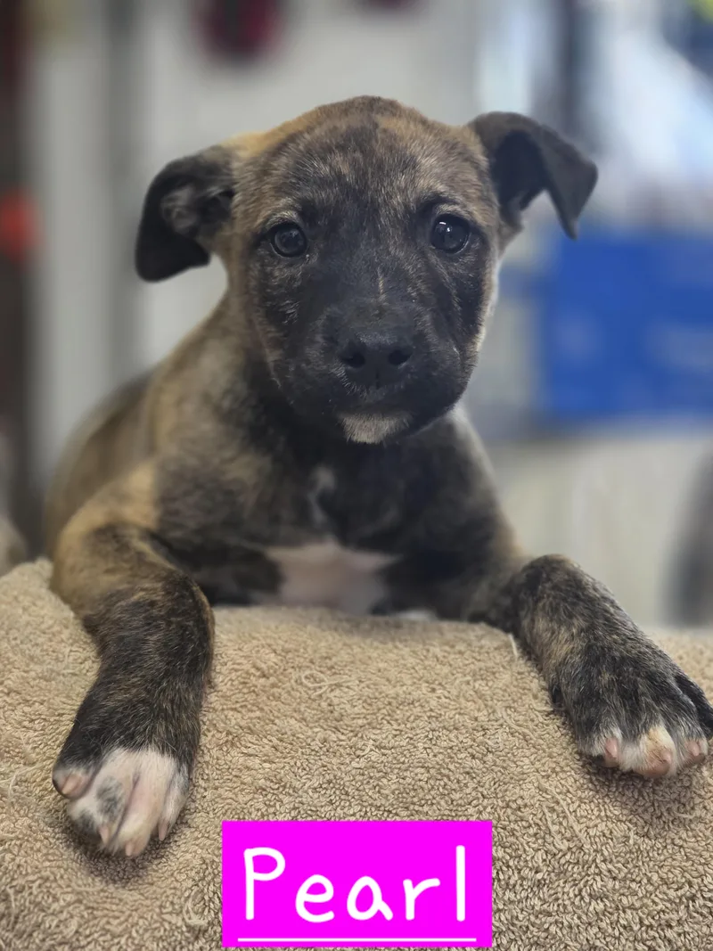 A baby medium-sized female Brindle Dutch Shepherd dog named Pearl for adoption in Walthill, NE