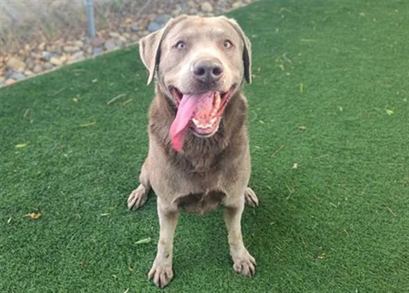 An adult large-sized male Labrador Retriever dog named Axel for adoption in Antioch, CA
