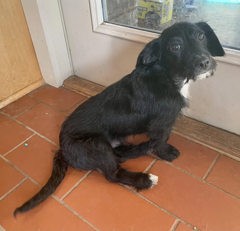 A baby small-sized male Black Terrier dog named Jasper for adoption in MORAVIAN FALLS, NC