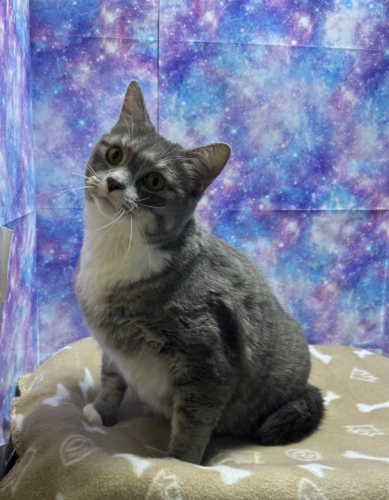 An adult extra large-sized female Domestic Short Hair cat named Netty for adoption in Washington Court House, OH