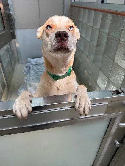 A young medium-sized female Mixed Breed dog named Sable for adoption in Washington, DC