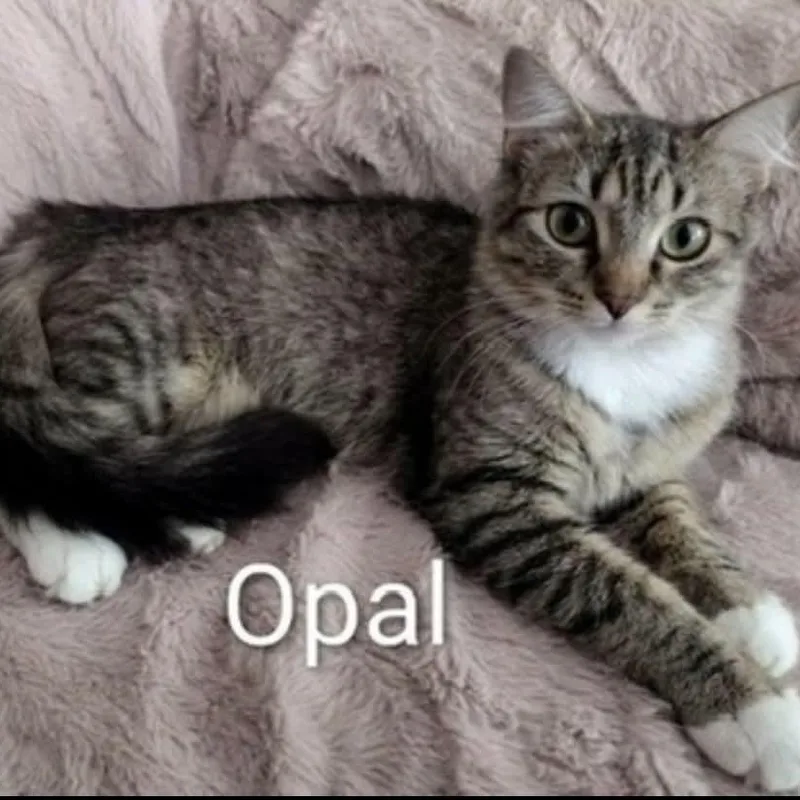 Opal thumbnail 2