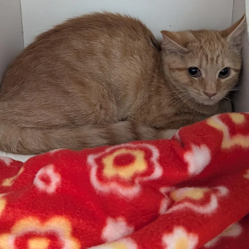 A baby small-sized male Domestic Short Hair cat named Norris for adoption in Jeffersonville, IN