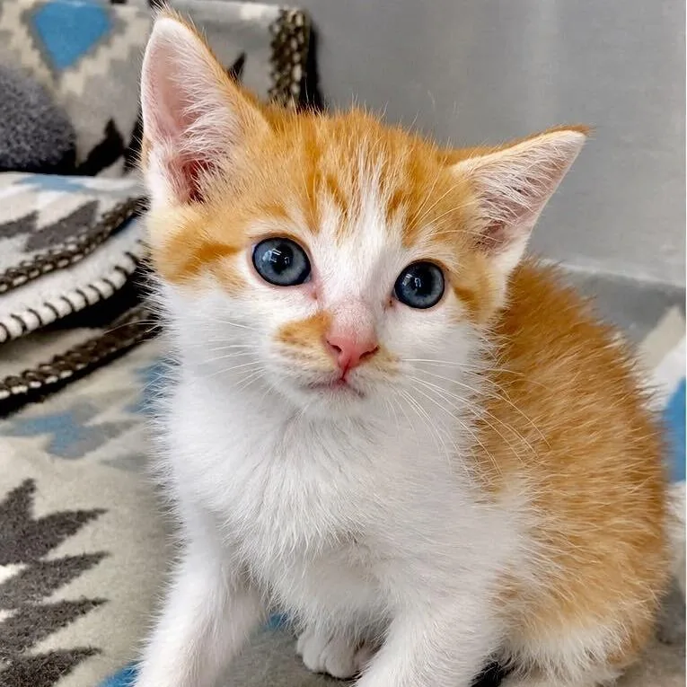 A baby small-sized male Domestic Short Hair cat named Linus for adoption in Spruce Pine, NC