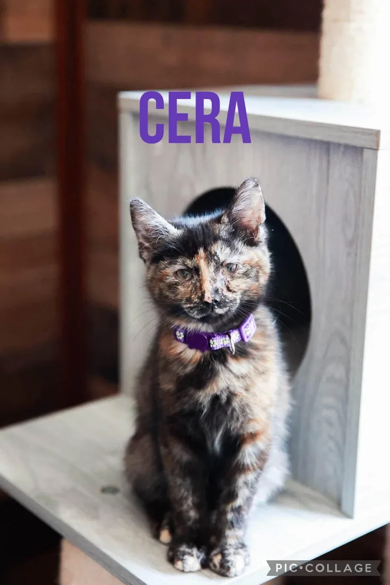 Cera