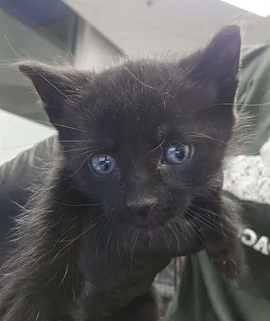 A baby small-sized female Domestic Short Hair cat named Nyx for adoption in Tucson, AZ