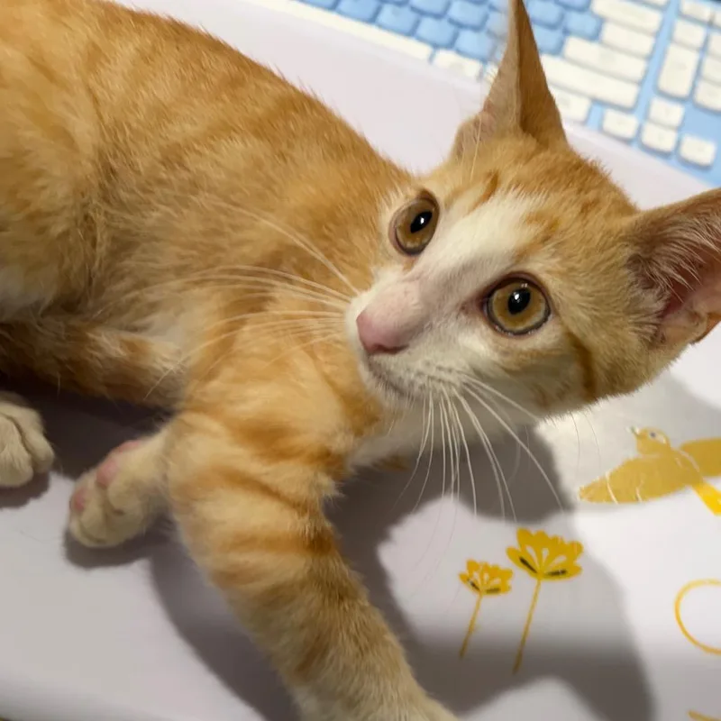 A baby small-sized male Domestic Short Hair cat named Pumba for adoption in Tampa, FL