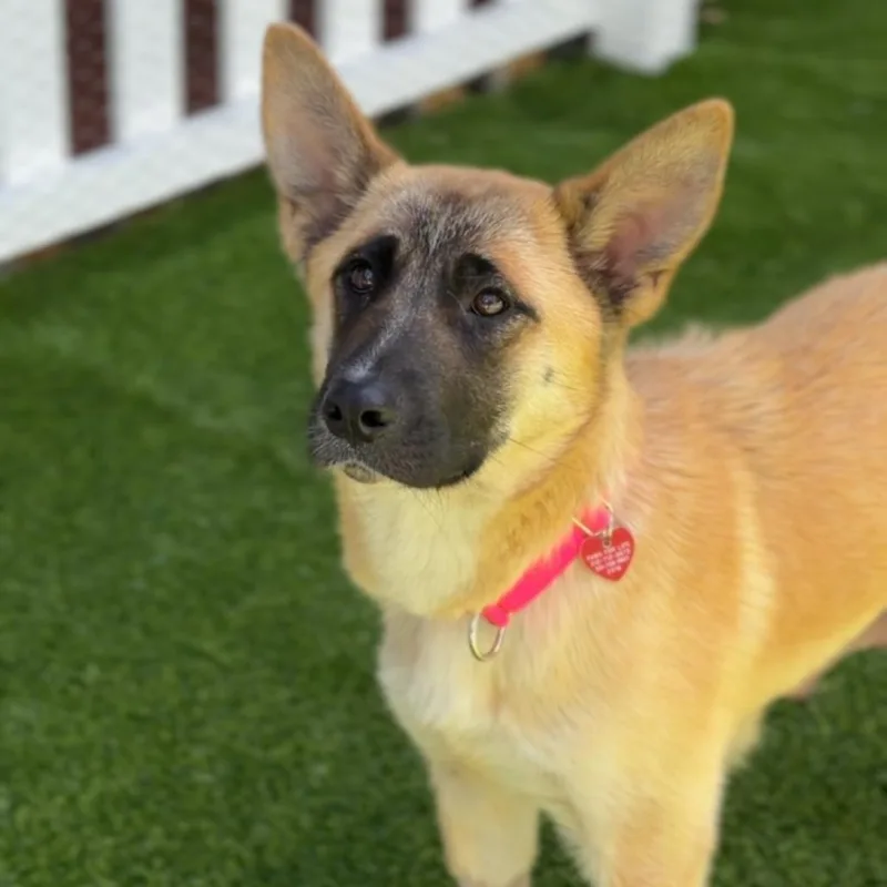 A young medium-sized female Brown / Chocolate German Shepherd Dog dog named Sarah A for adoption in Mission Hills, CA