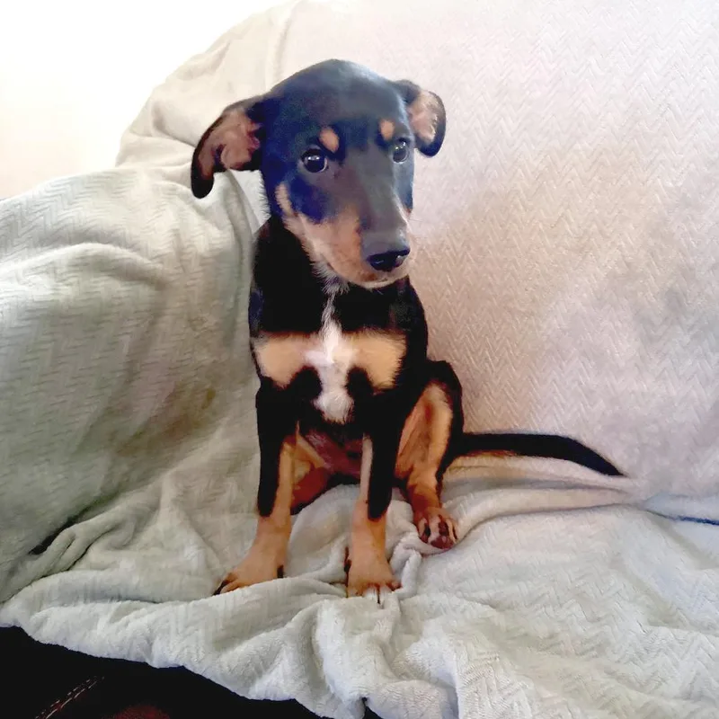 A baby medium-sized female Black Shepherd dog named Izzy for adoption in Flower Mound, TX
