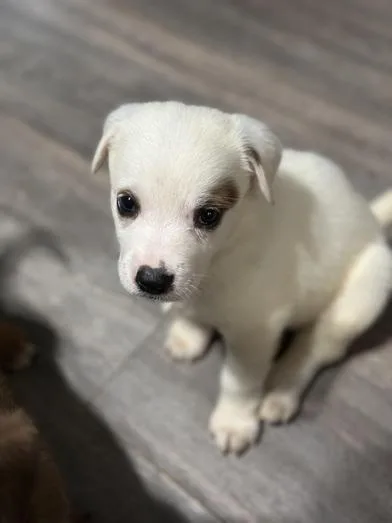 A baby medium-sized female Black Australian Cattle Dog / Blue Heeler dog named Macchiato for adoption in Liverpool, TX