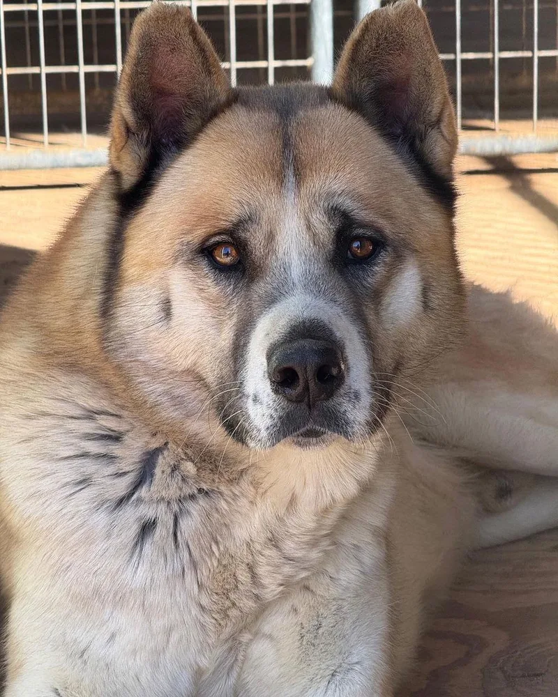 Chestnut thumbnail 2