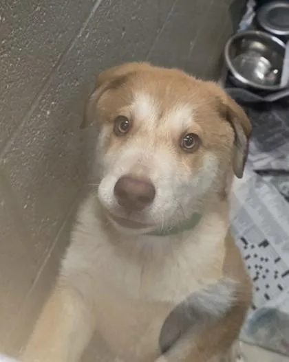 A young large-sized male Shepherd dog named Jacob for adoption in Phoenix, AZ