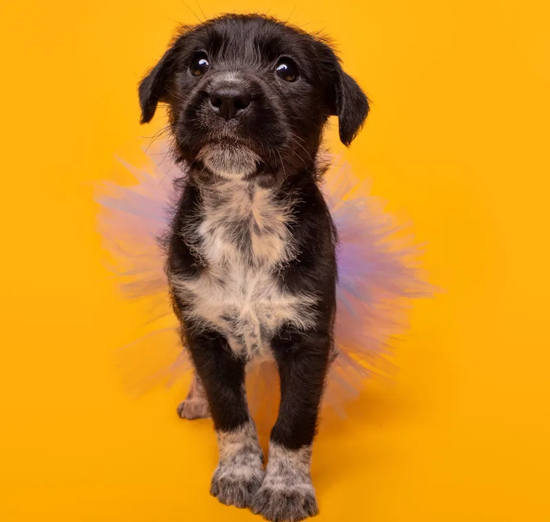 A baby medium-sized female Beagle dog named Picnic: Bocce for adoption in Palo Alto, CA