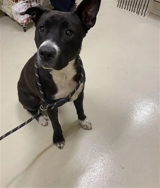 An adult medium-sized female Border Collie dog named Raya for adoption in Fremont, CA