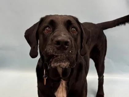 An adult extra large-sized male Labrador Retriever dog named Simba for adoption in Golden Valley, MN