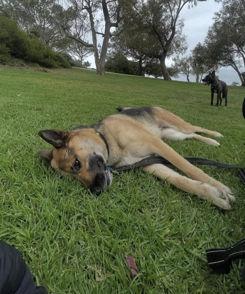An adult large-sized female German Shepherd Dog dog named Lisa for adoption in Pasadena, CA